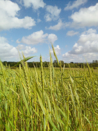 farine de froment